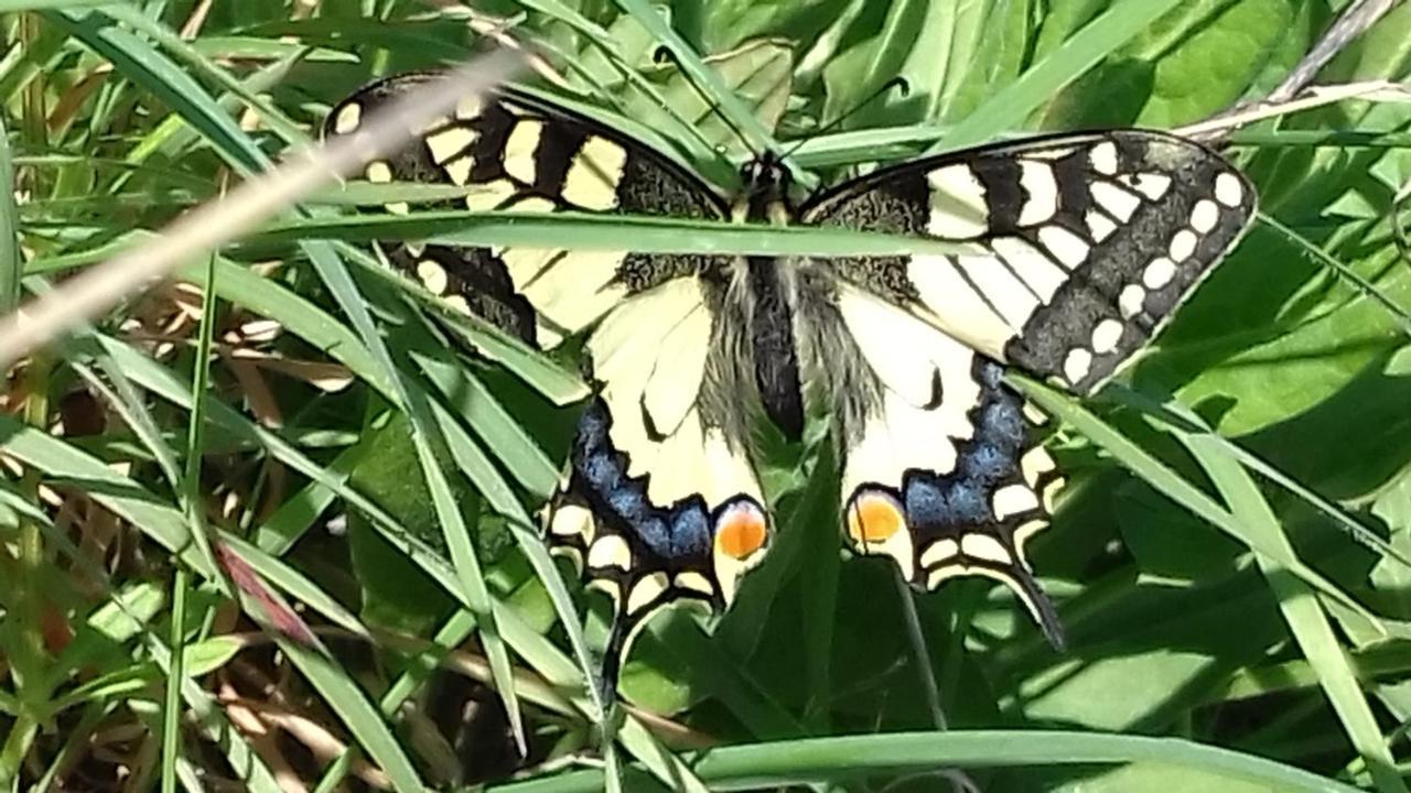 Les Papillons Villa Vrolle Buitenkant foto