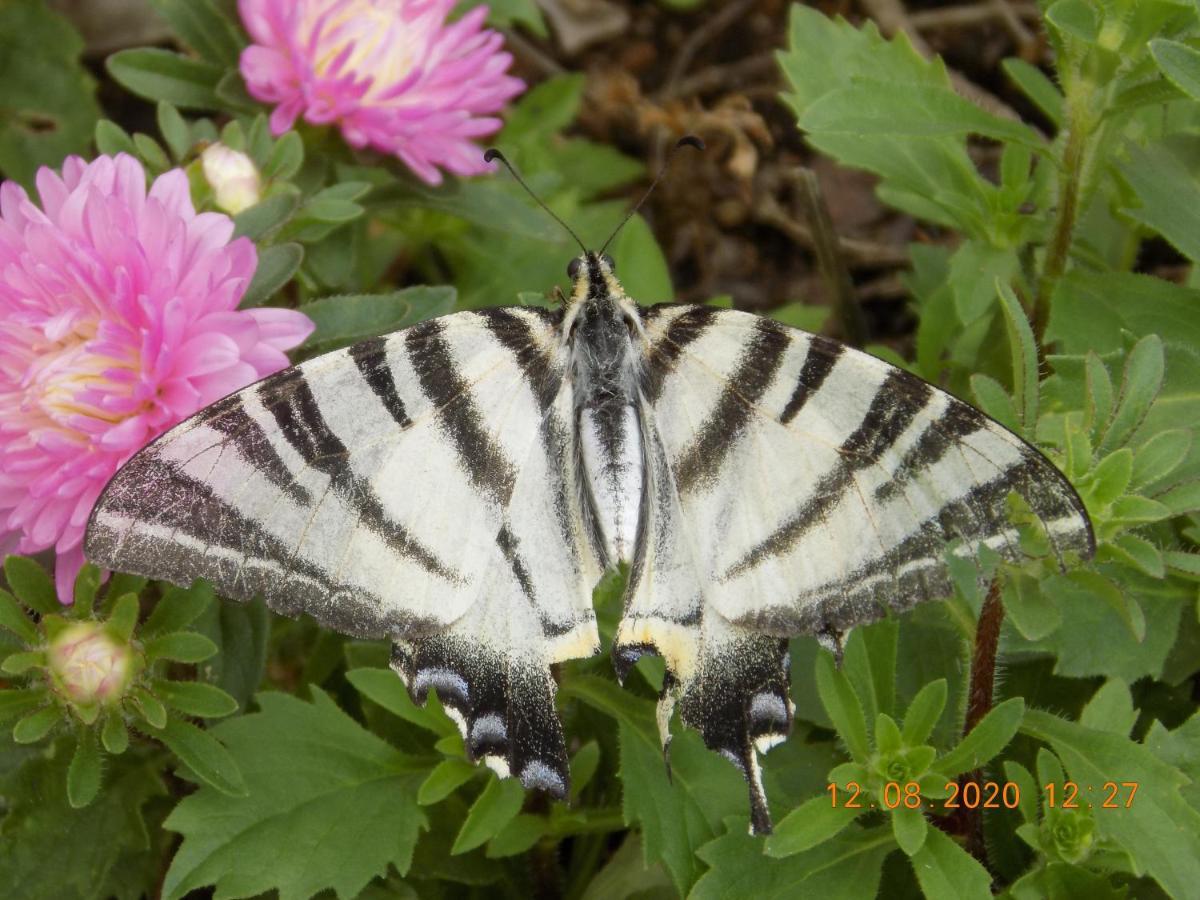Les Papillons Villa Vrolle Buitenkant foto