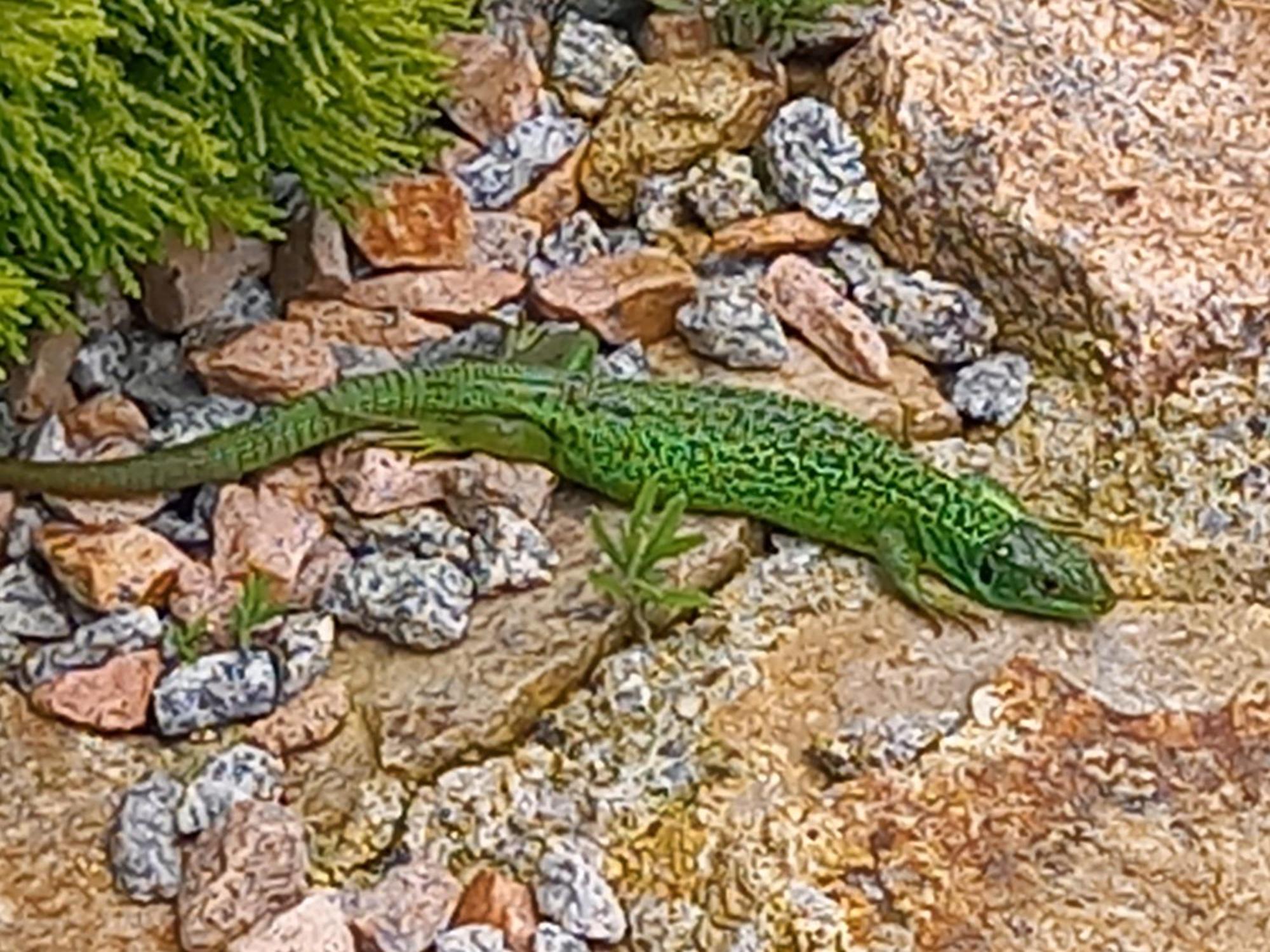 Les Papillons Villa Vrolle Buitenkant foto